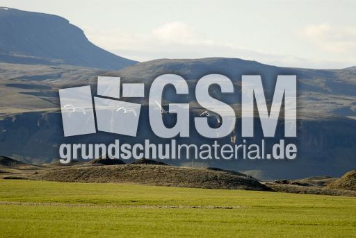 Singschwan (11 von 16).jpg